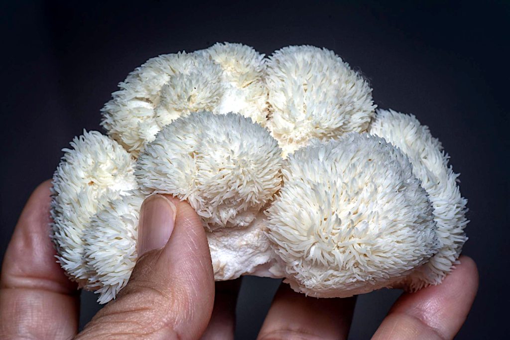 Hericium