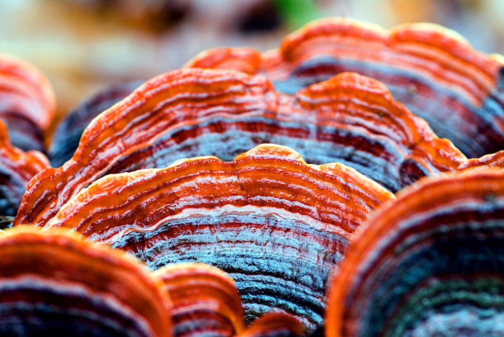 Reishi