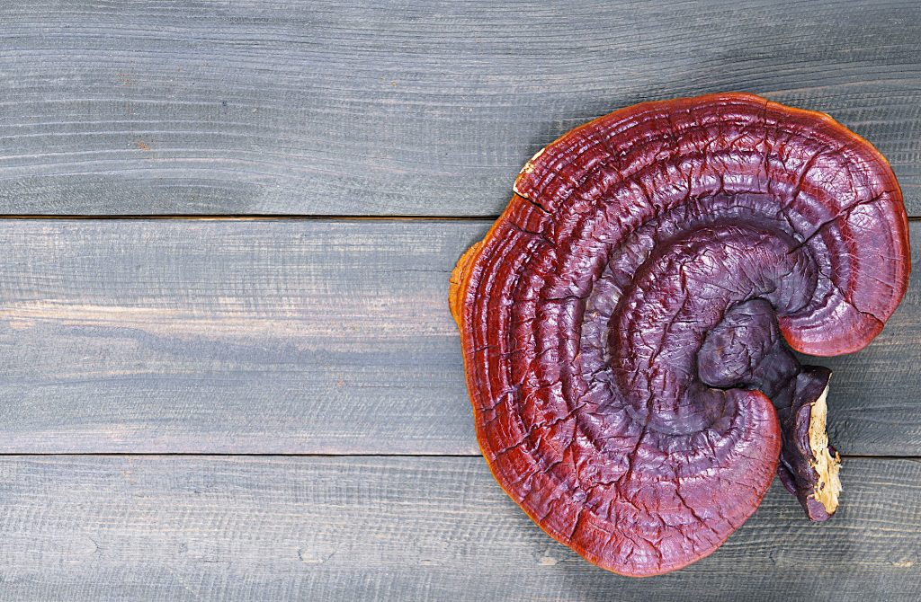 Reishi